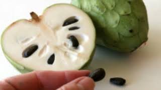 Cherimoya a very healthy exotic winter fruit [upl. by Imelida61]