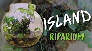 Island Riparium  Fish Bowl Riparium  How to make a mini Riparium [upl. by Quinta]