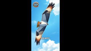 The Amazing Peregrine Falcon Speed and Agility [upl. by Leblanc461]