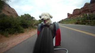 Cloverton The Deaf Dog Rides Red Rocks in new DoggyRide [upl. by Lorie]