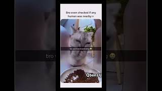 Bro forgot he was a cat 💀 meme funny shorts memes notmine credits to QbenzJj [upl. by Esilrac765]