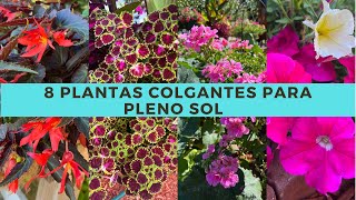 8 plantas COLGANTES para pleno SOL  PLANTAS colgantes RESISTENTES al SOL [upl. by Adlin]