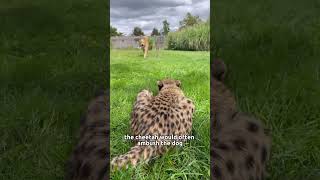 The girl adopted a motherless cheetah animals cheetah rescue heartwarming [upl. by Devlen]