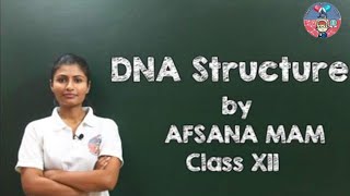 DNA Structure and its Composition Class 12 CBSE Biology [upl. by Aillicec]