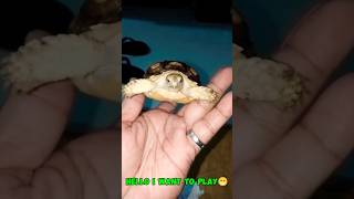 MY TORTOISE BABY PETS pets shorts viralvideo trending animals exotic [upl. by Eleanora248]