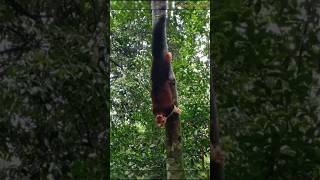 ayyappa devotees taking photos of sabarimala squirrel at Kerala  status [upl. by Evelc]