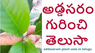 అడ్డసరం గురించి తెలుసా  addsaaram plant uses in telugu  రోడ్డు మీద దొరికేదే కదా అని వదలొద్దు [upl. by Leyla735]