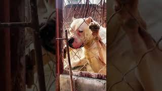 Very Aggressive Dogo Argentino dog [upl. by Zakarias]