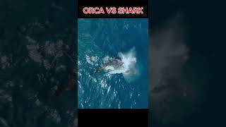 ORCA vs Shark Which Sea MONSTER Reigns Supreme [upl. by Ettezus]