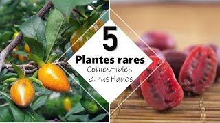 1 Forêt comestible  5 plantes rares et rustiques en climat tempéré [upl. by Nosniv662]