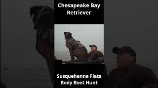 Canvasback Retrieve  Chesapeake Bay Retriever [upl. by Faydra]