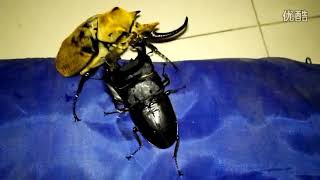 Megasoma elephas vs Dorcus titanus palawanicus [upl. by Tabbitha]