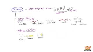 Nutrients and their functions [upl. by Tapes]