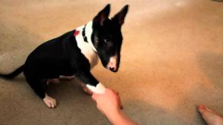 Miniature bull terrier puppy performing tricks [upl. by Aretak]