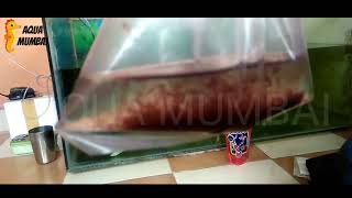 how to make frozen bloodworms food for aquarium fishin hindi [upl. by Aizan]