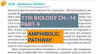 Class 11 BiologyCh14 Part9Amphibolic PathwayStudy with Farru [upl. by Wye]