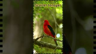 Amazing Birds Scarlet Tanager  Bird sounds shorts birds nature birdwatching bird nature [upl. by Christiano]