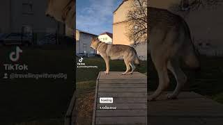 czechoslovakian wolfdog howling [upl. by Ndnarb]