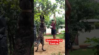 Dutch shepherd dog training youtubeshorts viralvideo shortsfeed tiktok airforce music remix [upl. by Ainak]