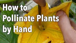 Hand Pollination How to Pollinate Plants by Hand [upl. by Yve]