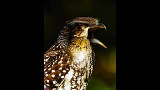 The Secret Life of Nightjars Mysterious Birds of the Night [upl. by Enitnatsnoc]