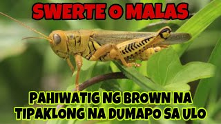 PAMAHIIN AT PANINIWALA SA PAGDAPO SA ULO NG KULAY BROWN NA TIPAKLONG [upl. by Ardnasella]