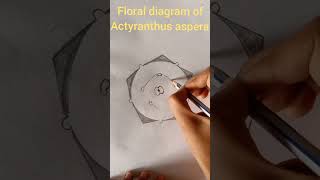 floral diagram of Achyranthes aspera Amaranthaceae family shorts [upl. by Nylyaj]