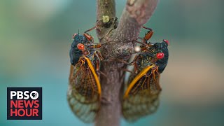 Cicada season What to expect from the coming brood thats been underground for 17 years [upl. by Mafalda]