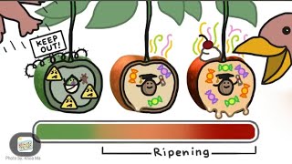 Fruit Ripened Ready to Be Picked By The Husbandman [upl. by Kensell626]