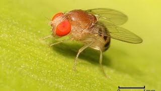 Kill Fruit Flies with Apple Cider Vinegar  Works Amazing [upl. by Itsyrk]