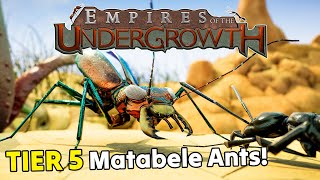 LIVE  MATABELE ANTS Termites amp More NEW TIER 5 UPDATE  Empires of the Undergrowth 10 Gameplay [upl. by Bunce532]