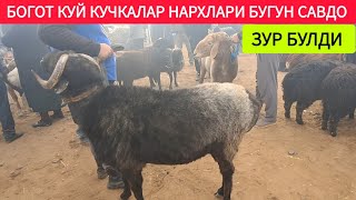 ХОРАЗМ БОГОТ КУЙ КУЧКАЛАР НАРХЛАРИ 20НОЯБРЯ 2024ЙИЛ XORAZM OBZOR [upl. by Yenwat]