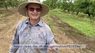 Growing Finger Limes in Homestead Florida Day one [upl. by Elianora]