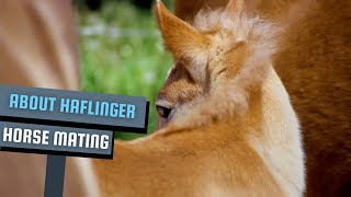 About Haflinger Horse  Equestrian Horse Breeding secretanimals [upl. by Koehler]