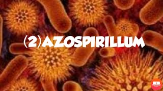 AZOSPIRILLUMFREE LIVING NITROGEN FIXING BACTERIA [upl. by Lainad]