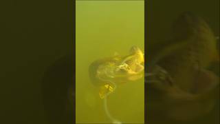 Pike vs Herring lure Underwater view 🎣 fishing Fishing video [upl. by Kee964]