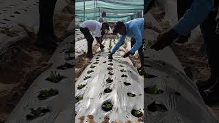 Limonium Transplanting farming flowers saplings floriculture organicsoil nature mulching [upl. by Waki]