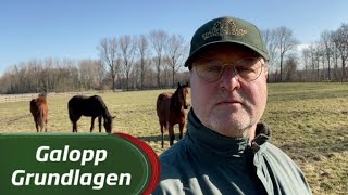 Galopp Grundlagen Pinhooking [upl. by Cookie]