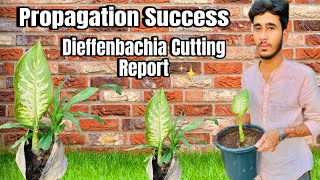 Propagation Success Dieffenbachia Cutting Report ✨ [upl. by Kari623]