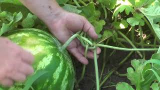 How Do You Know When Watermelons Are Ripe [upl. by Aurelio]