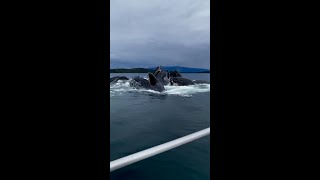 Un incroyable ballet de baleines à bosse en Alaska [upl. by Spillar]