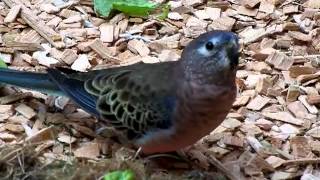 Bourke Parakeet [upl. by Warden]