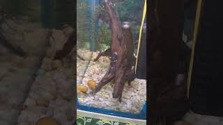 Apple snail eating algee in aquarium aquarium ytshorts shorts turtleman snail [upl. by Prescott]