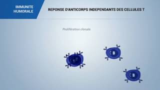 IMMUNITE HUMORALE REPONSE DANTICORPS INDEPENDANTS DES CELLULES T [upl. by Harbour716]