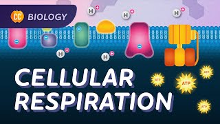 Cellular Respiration Do Cells Breathe Crash Course Biology 27 [upl. by Paul734]