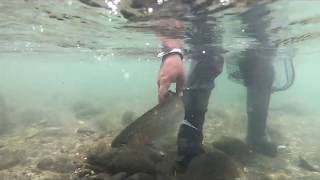 New Zealand Fly Fishing Trip 2018  North Island  Lake Taupo Region inc backcountry [upl. by Wall]