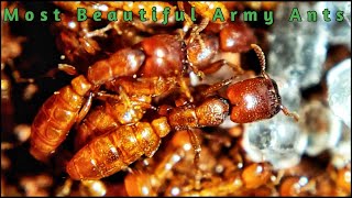 The Worlds MOST BEAUTIFUL Army ANTS [upl. by Yarw40]