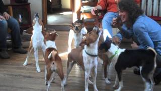 Basenji Chorus [upl. by Sawyere890]