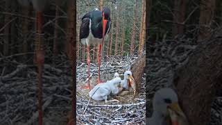 P215 Review birds nest life mom birds brings food to feed her babies in their nest birdslover [upl. by Noj401]