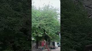 Sampaloc tree trending youtubeshorts short viralvideo [upl. by Eimarrej713]